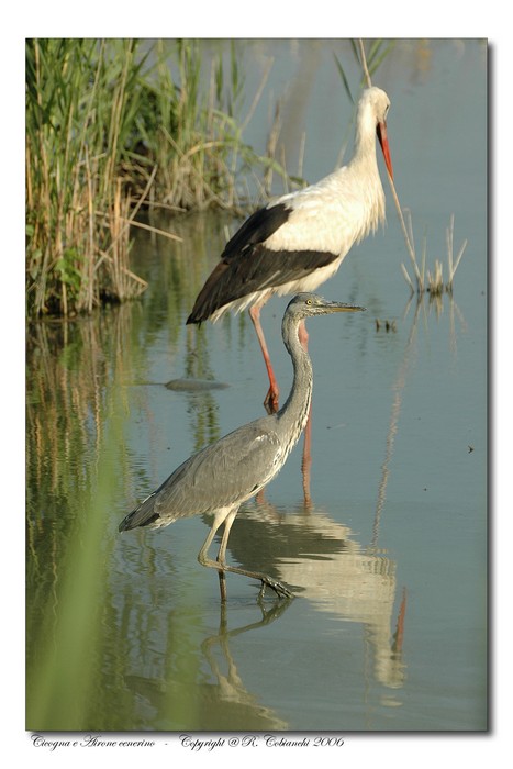 Airone cenerino - Ardea cinerea